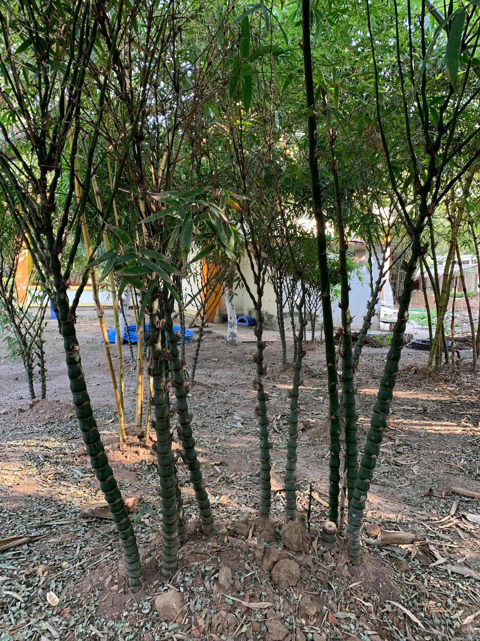 2020。 Day1-7天印度禮朝佛陀之旅 之殊勝法喜活動分享。，印度聖地，照片39/56